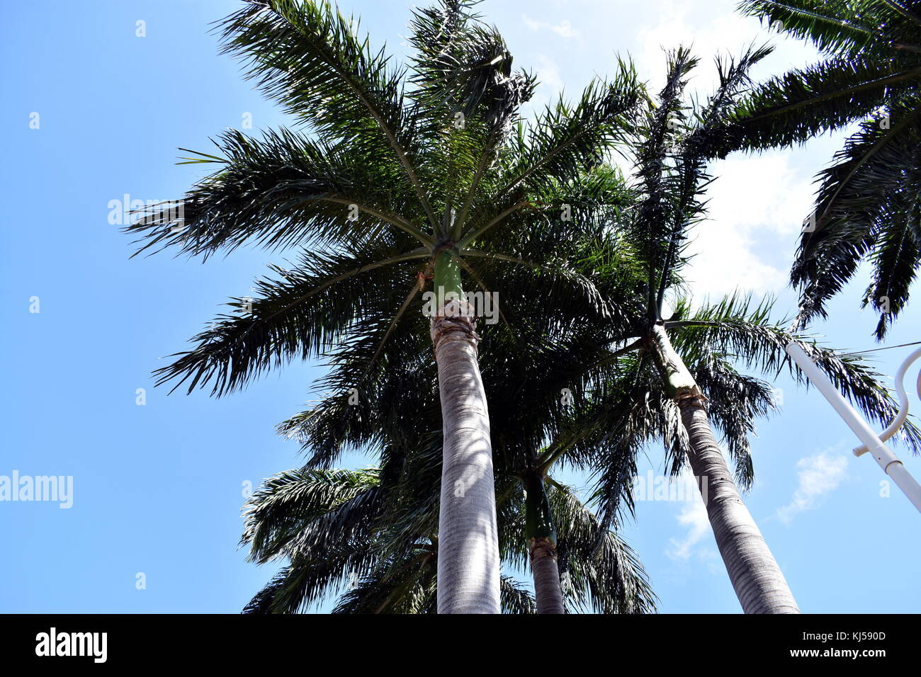 Palms on the Strand. Banque D'Images