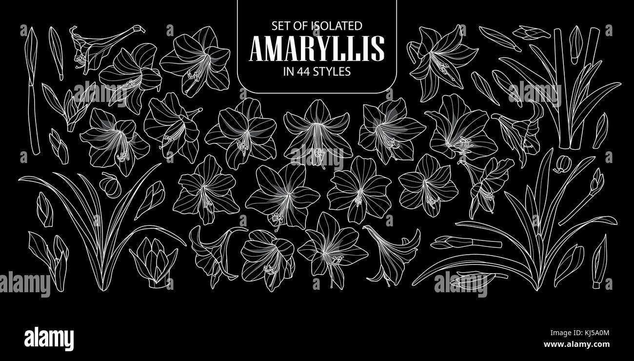 Ensemble d'amaryllis ou hippeastrum isolés dans 44 styles. cute hand drawn vector illustration fleur contour blanc seulement sur fond noir. Illustration de Vecteur