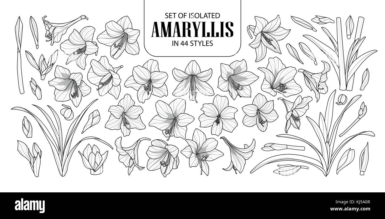 Ensemble d'amaryllis ou hippeastrum isolés dans 44 styles. cute hand drawn vector illustration fleurs en contour noir et blanc avion sur fond blanc Illustration de Vecteur Ensemble d'amaryllis ou hippeastrum isolés dans 44 styles. cute hand drawn vector illustration fleurs en contour noir et blanc avion sur fond blanc Illustration de Vecteur