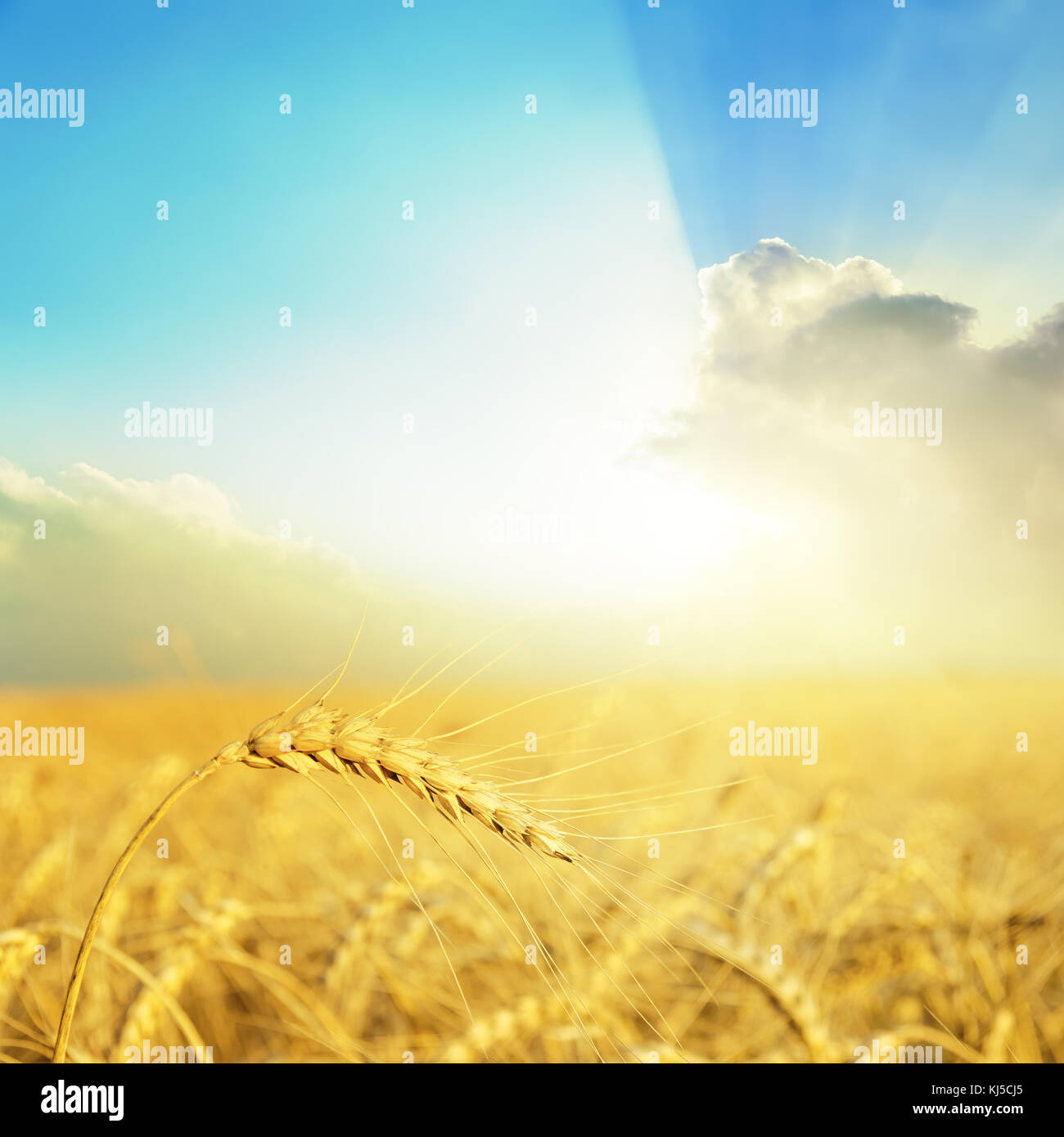 Récolte d'or sur champ et bon coucher du soleil dans les nuages au-dessus de lui Banque D'Images