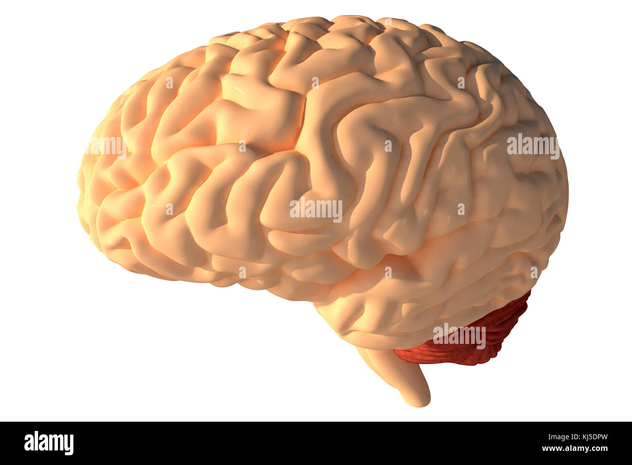 Rendu 3D du cerveau humain Banque D'Images