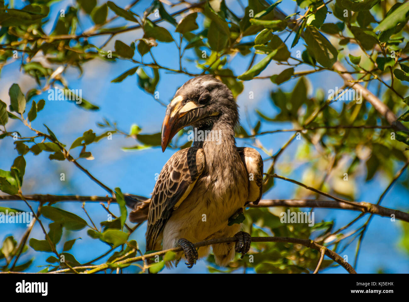 Oiseau calao gris d'Afrique (tockus nasutus) Banque D'Images