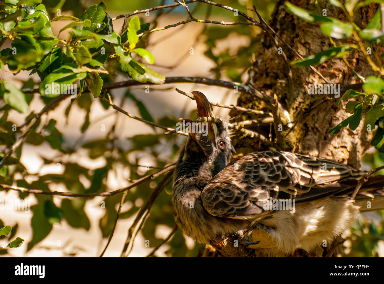 Oiseau calao gris d'Afrique (tockus nasutus) Banque D'Images