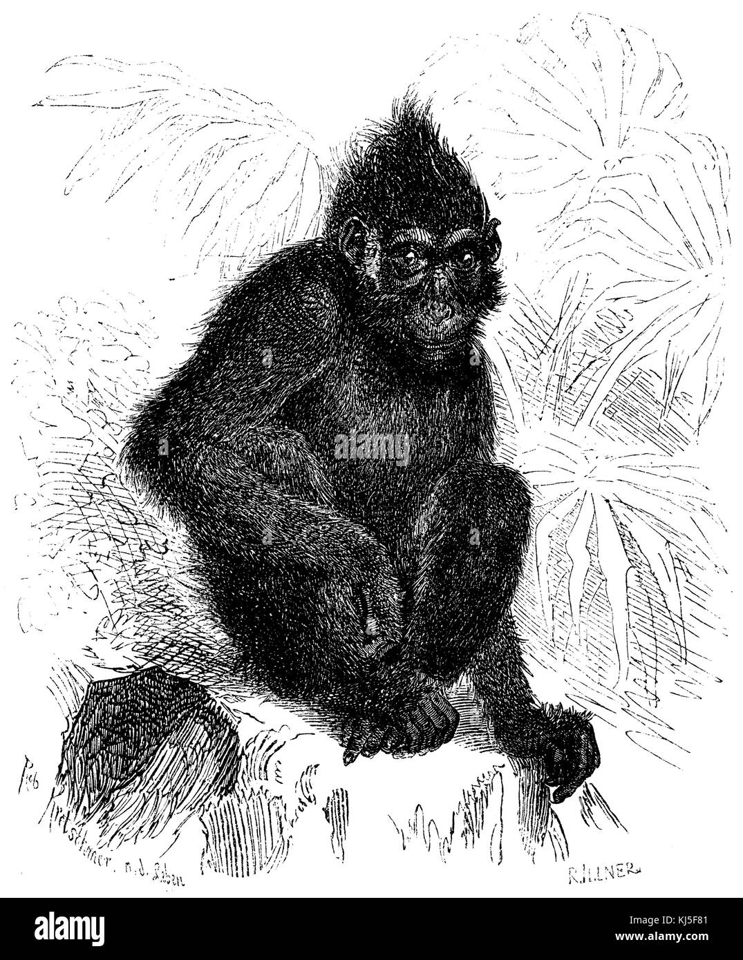 Celebes macaque à crête, macaque noir à crête, macaque à crête Sulawesi ou singe noir (Schopfaffe oder Schopfmakak <Macaca nigra>) Banque D'Images Celebes macaque à crête, macaque noir à crête, macaque à crête Sulawesi ou singe noir (Schopfaffe oder Schopfmakak <Macaca nigra>) Banque D'Images