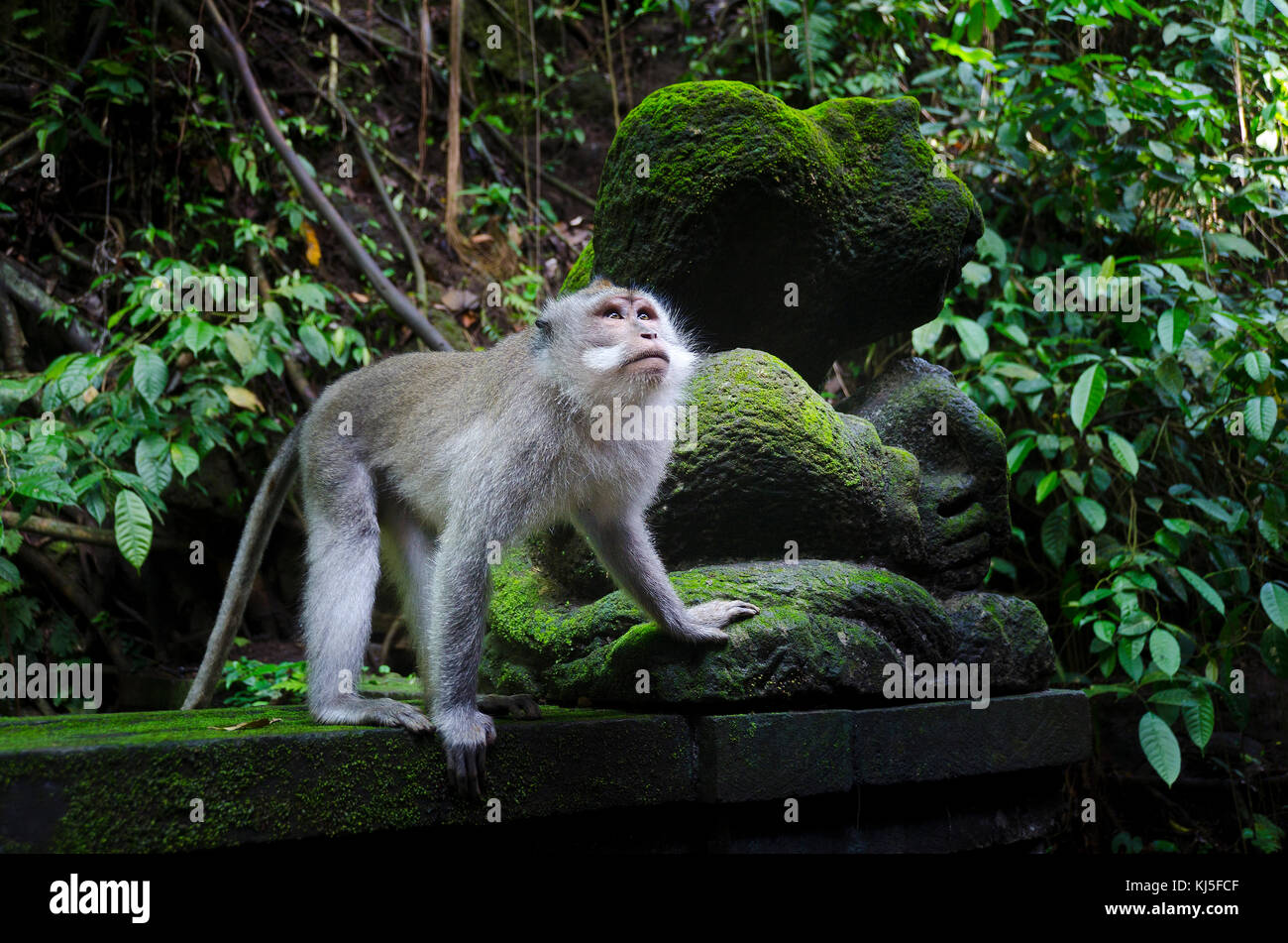 Macaque à longue queue (long-tailed monkey balinais) en Indonésie Bali Monkey Forest Banque D'Images