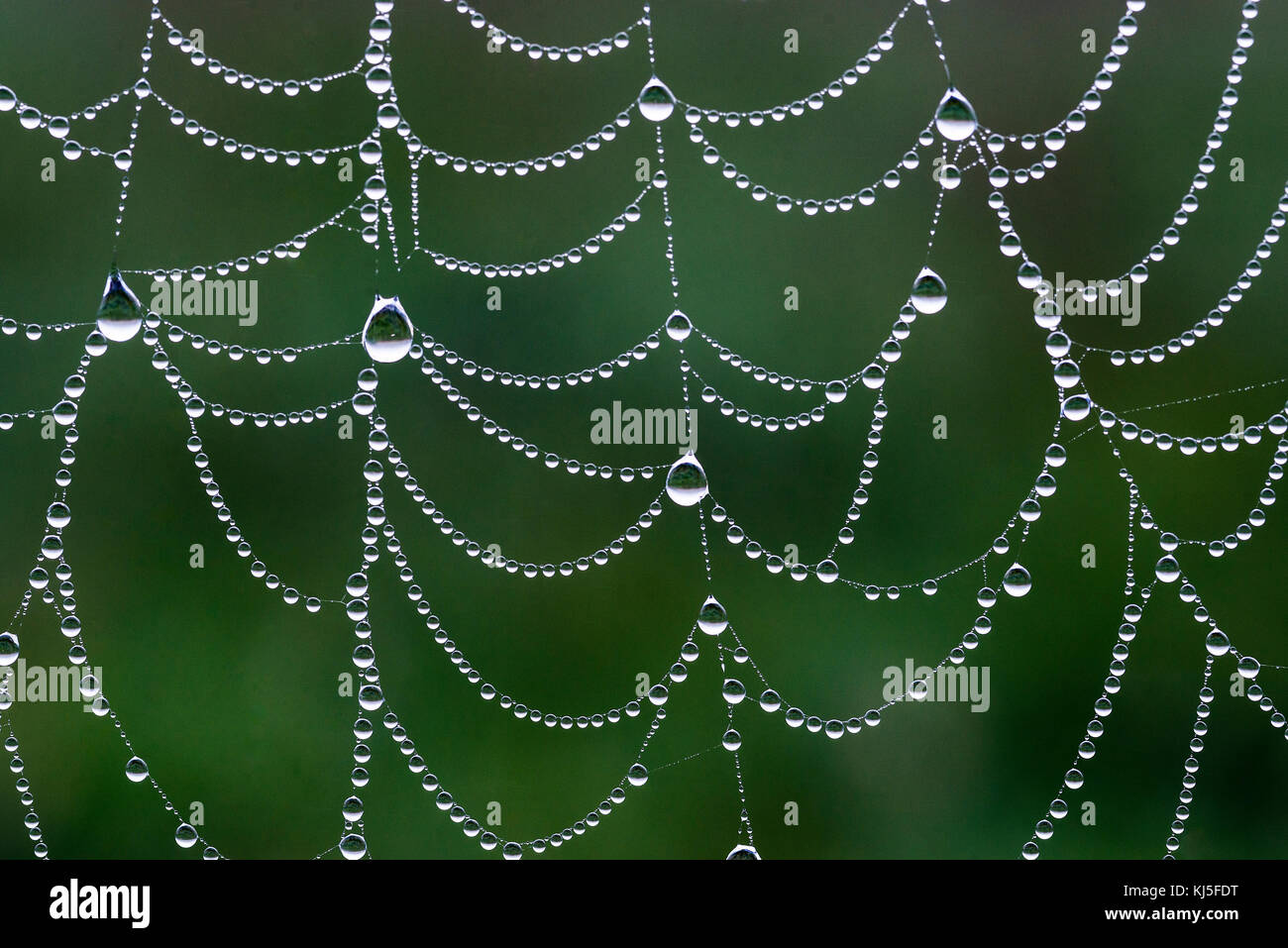 Spider web avec la rosée du matin. Banque D'Images