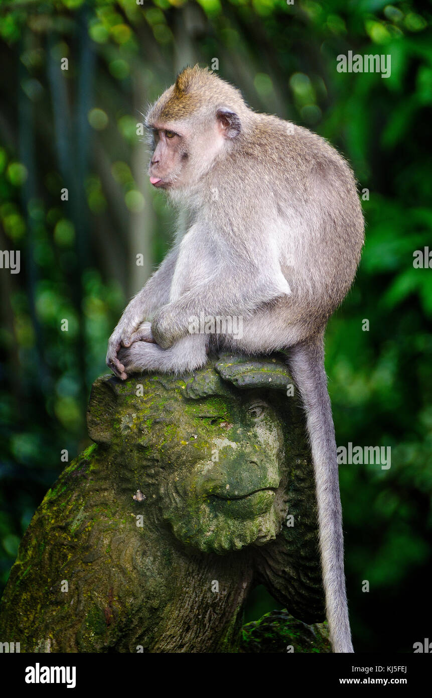 Macaque à longue queue (long-tailed monkey balinais) en Indonésie Bali Monkey Forest Banque D'Images