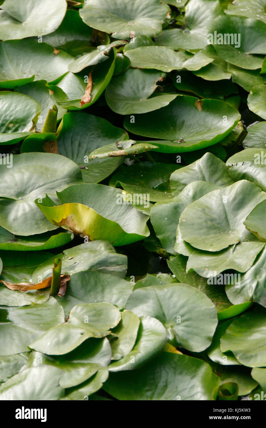 Lilly pad pads lillypad lillypads feuilles feuille plantes plantes aquatiques flottantes étang étangs de lys flotteur Nymphaeaceae eau Banque D'Images
