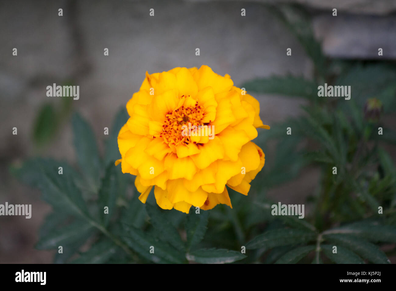 Fleurs jaunes dans la cour Banque D'Images