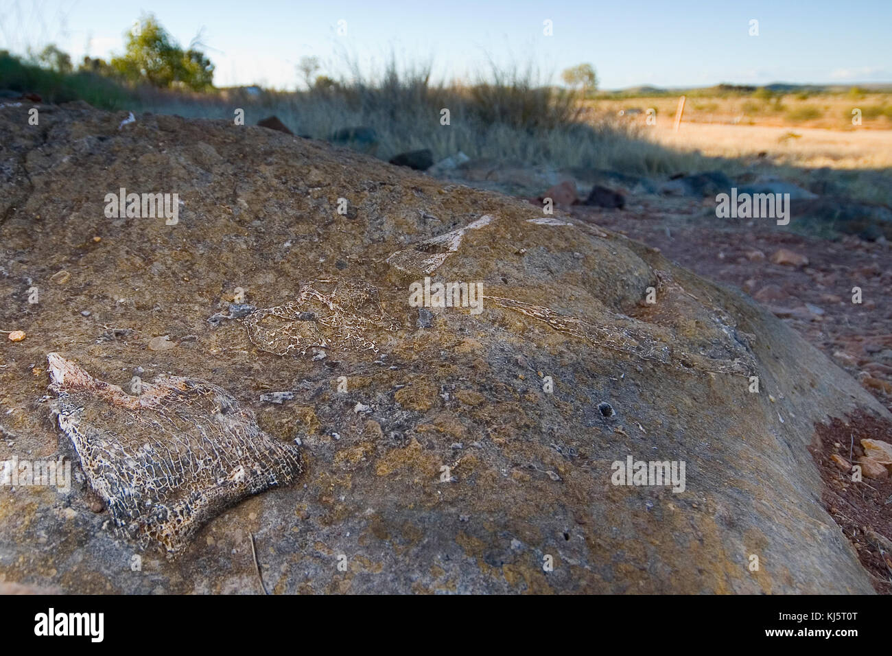 Riversleigh Fossil Fields, Boodjamulla Parc National, l'ouest du Queensland Banque D'Images