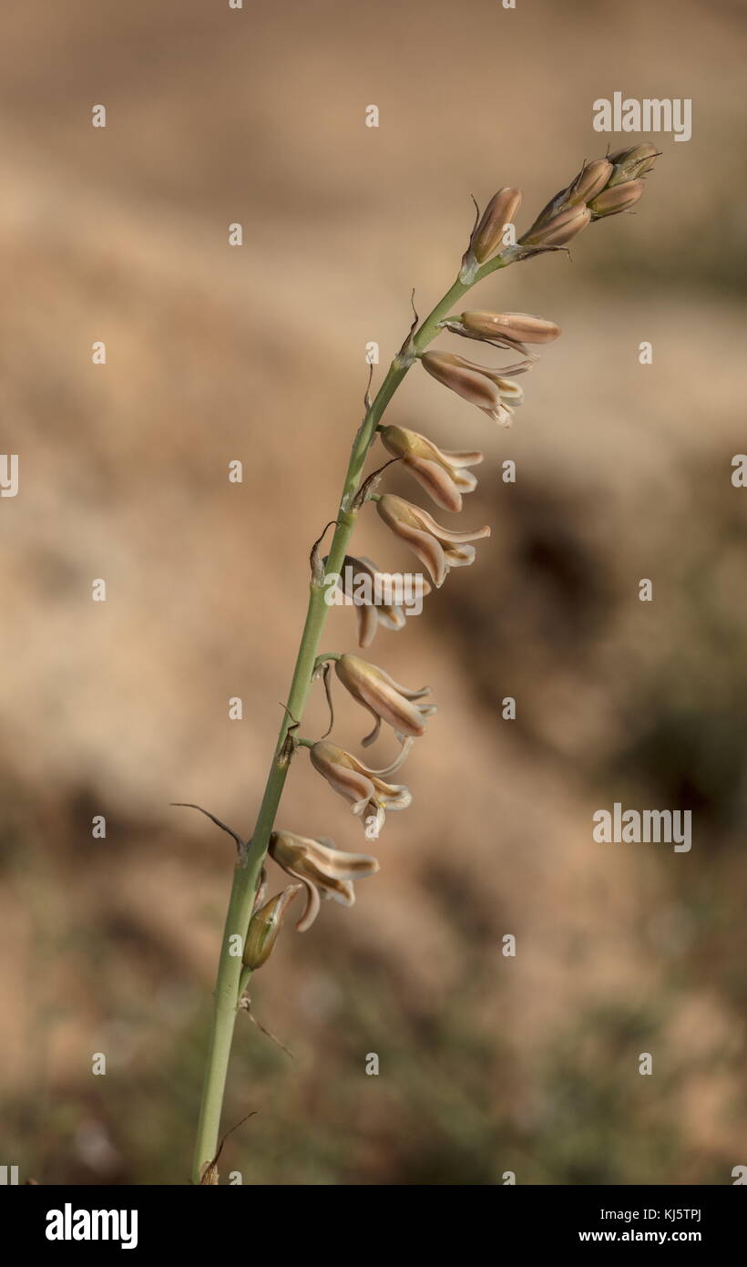Bluebell Dipcadi serotinum brun, en fleurs au printemps, le Maroc. Banque D'Images