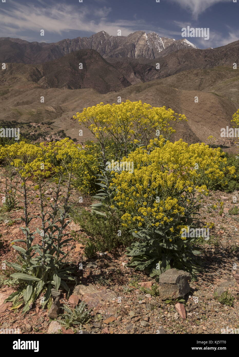 Isatis tinctoria guède, subsp. tinctoria, en fleurs dans le Haut Atlas, au Maroc. Banque D'Images