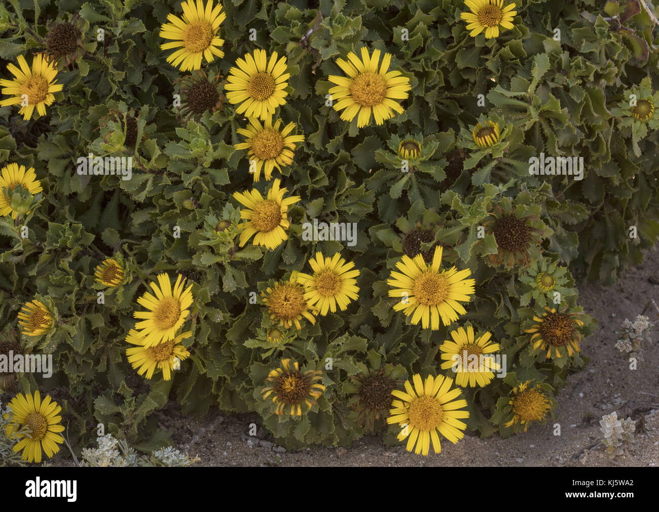 La mer Jaune marocain, Daisy Asteriscus imbricatus, en fleurs dans les habitats côtiers, au sud-ouest du Maroc. Banque D'Images