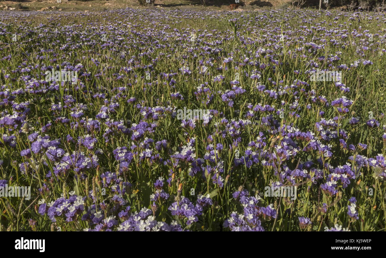 Wavyleaf Limonium sinuatum, lavande de mer, en fleurs sur la côte sud-ouest du Maroc. Banque D'Images