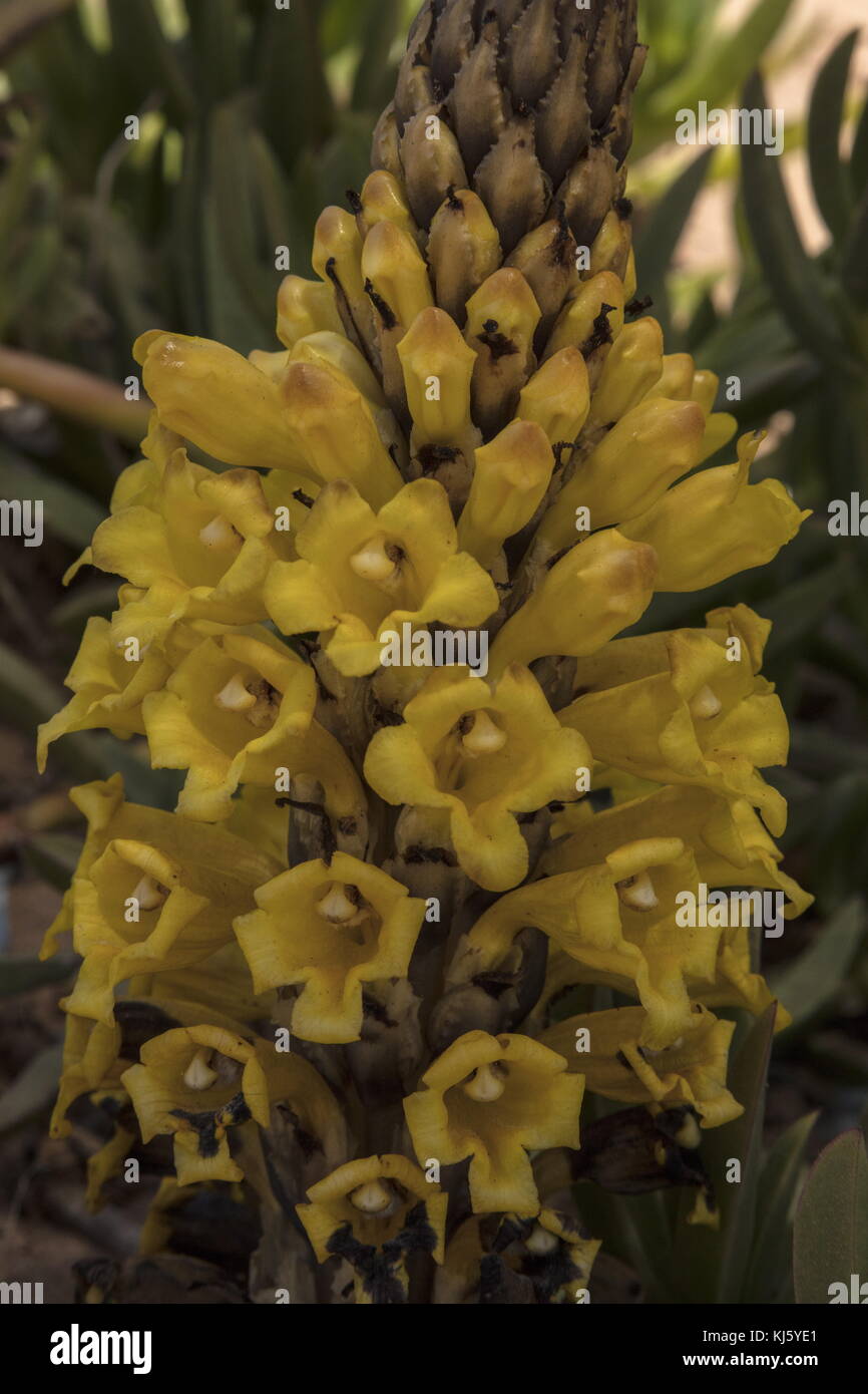 L'orobanche jaune, cistanche phelypaea, en fleurs sur les dunes, le Maroc. Banque D'Images