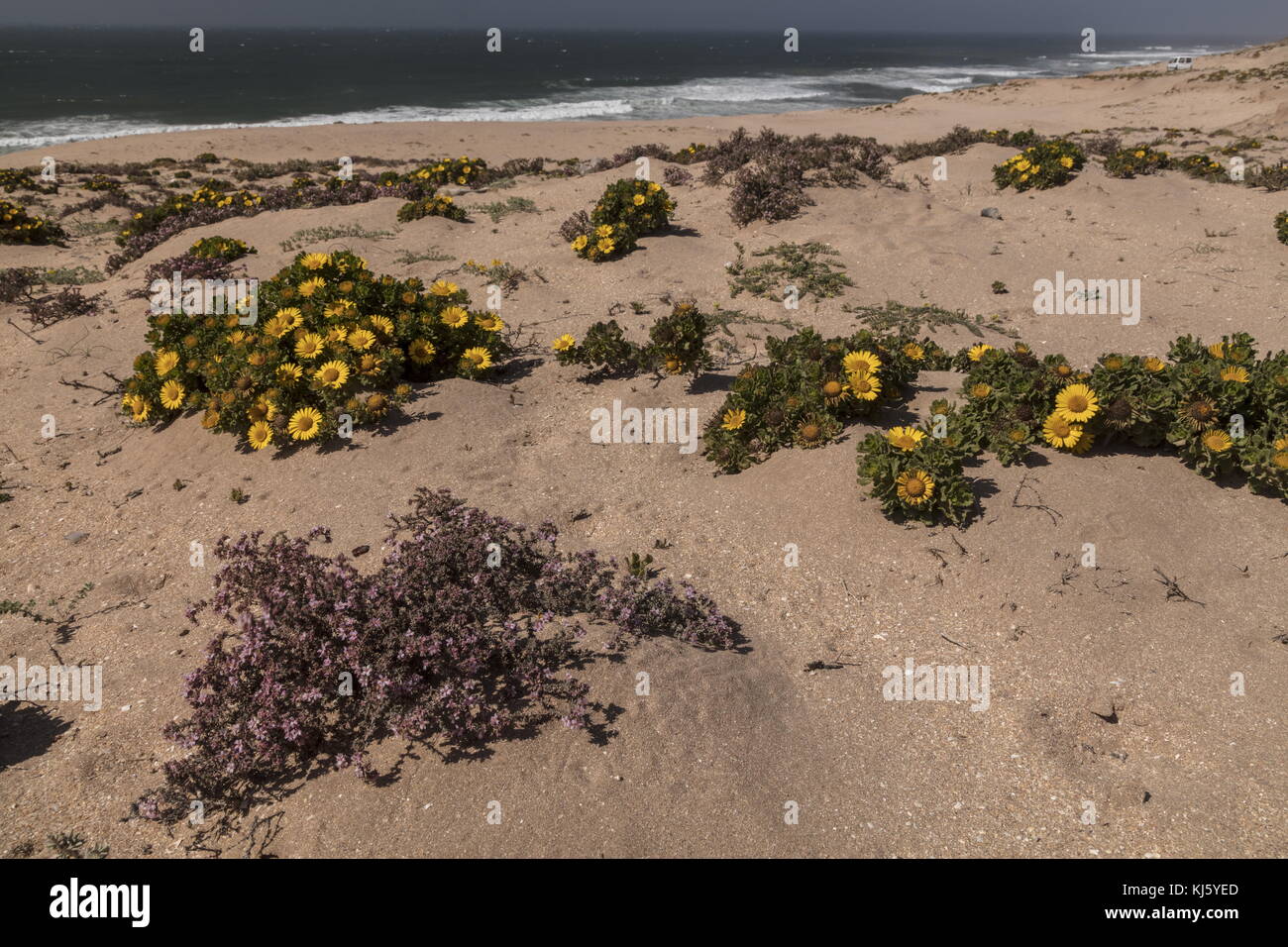 Marguerite jaune marocaine, Asteriscus imbricatus et landes marines en fleurs sur les dunes du Parc National de sous-Massa, sud-ouest du Maroc. Banque D'Images