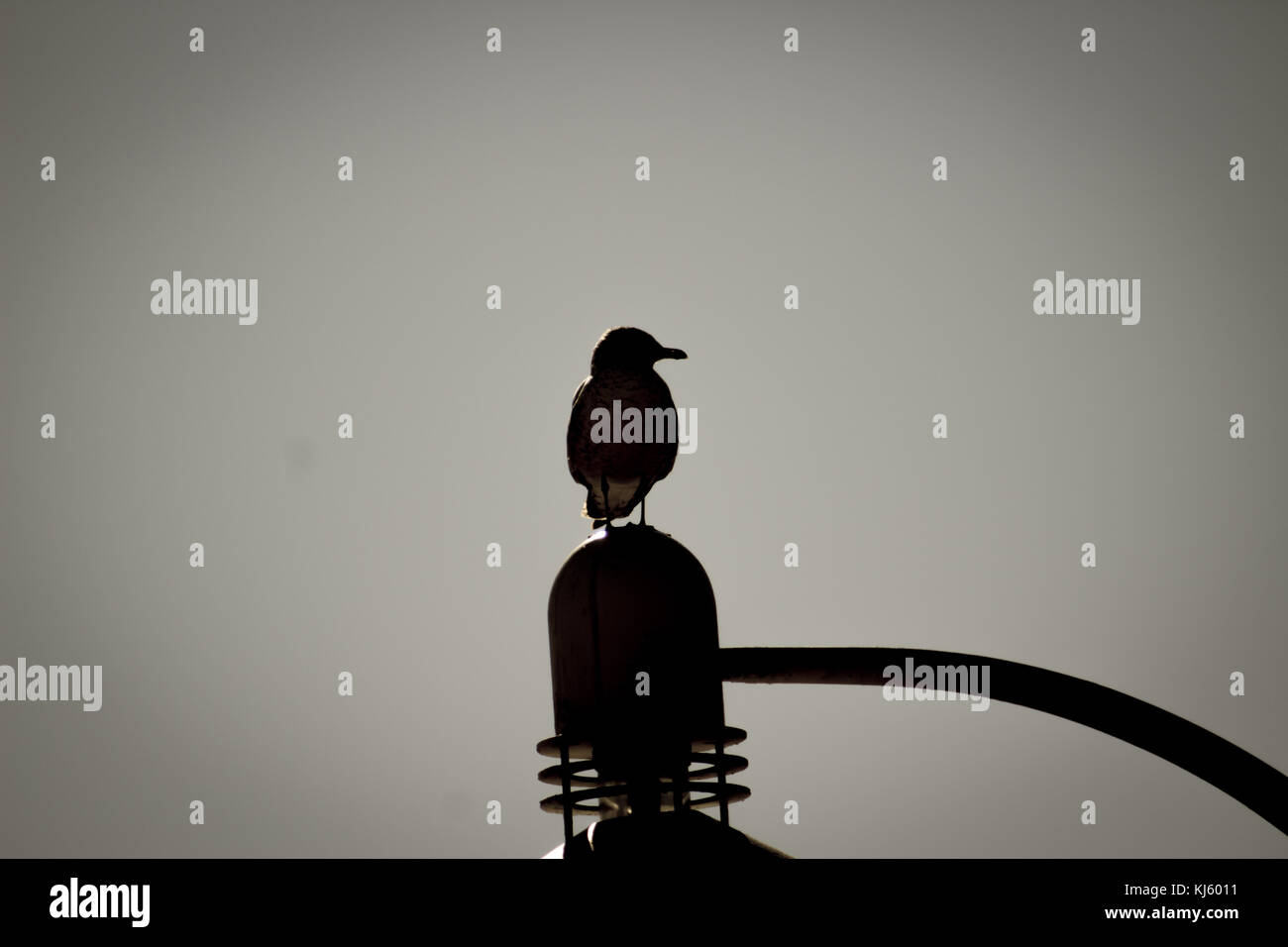 Érigé à l'oiseau Banque D'Images