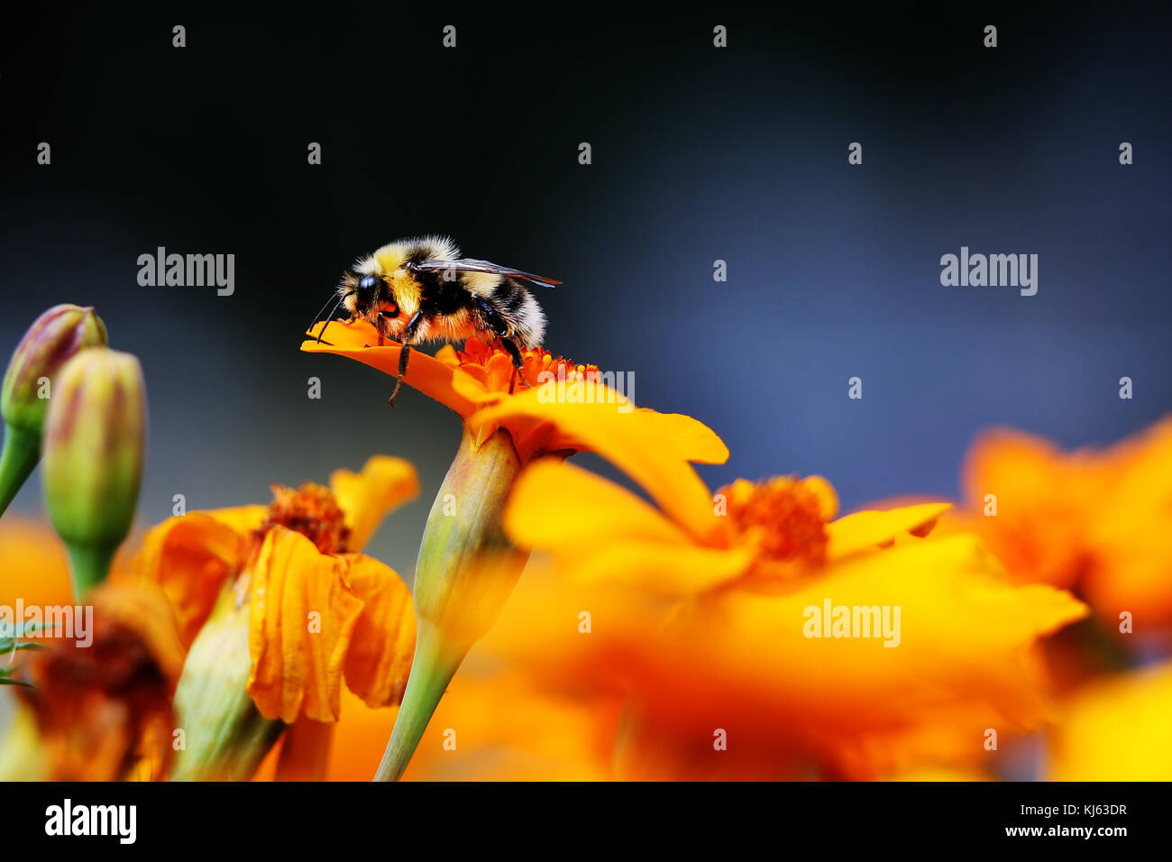 Fleurs et bourdon Banque D'Images
