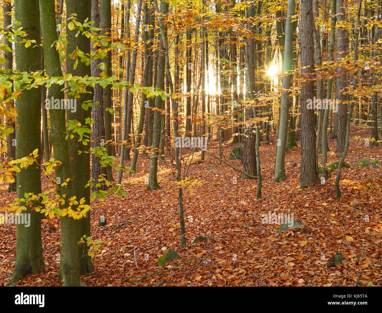 Bois de l'automne avec des feuilles de hêtre en couleurs automnales Banque D'Images