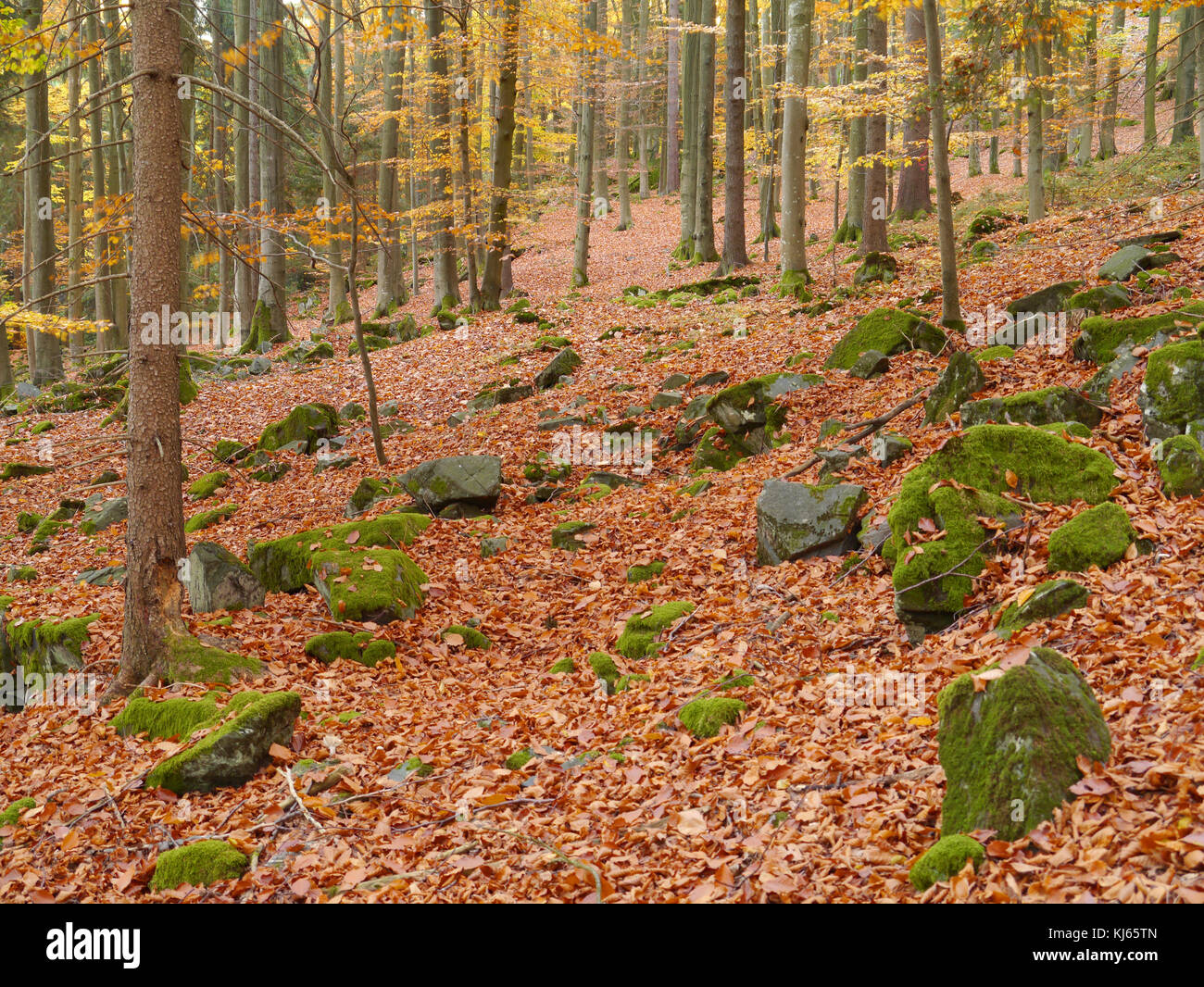 Bois de l'automne avec des feuilles de hêtre en couleurs automnales Banque D'Images