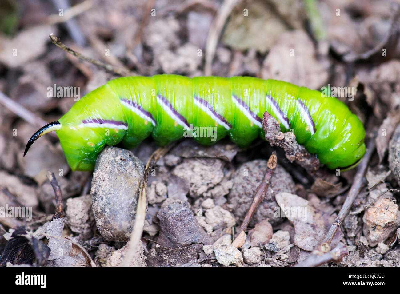 Chenille verte Banque D'Images