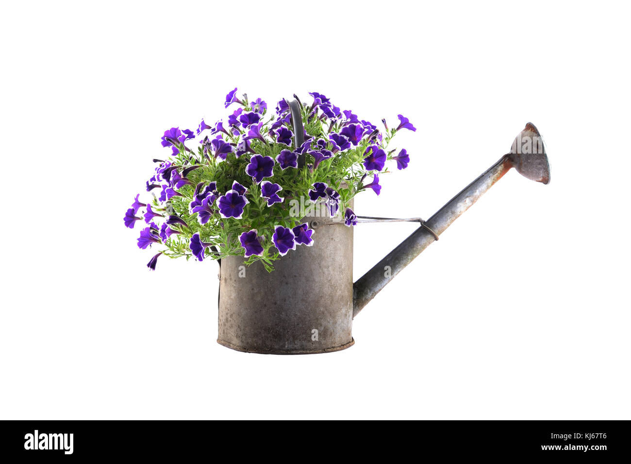 Arrosoir en zinc avec pétunias violets isolés sur blanc Banque D'Images