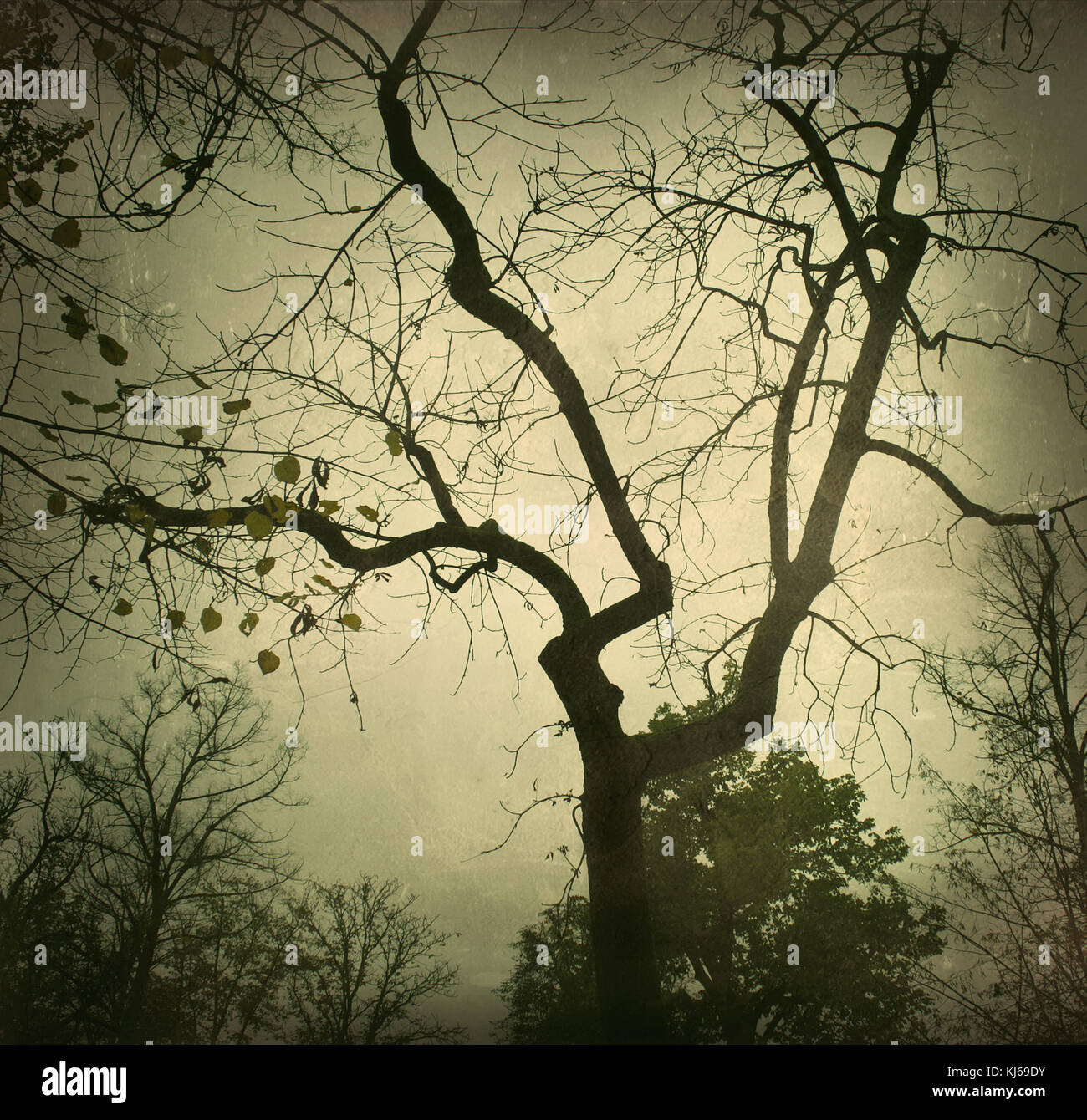 Beau fond surréaliste d'arbres, de branches, aux couleurs brûlées. Banque D'Images