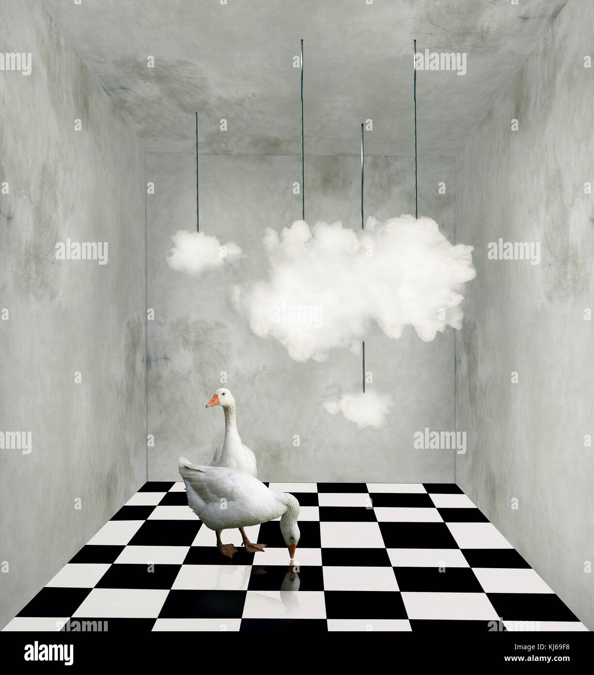 Prix surréaliste avec les nuages suspendus deux beaux fils canards et sol en damier noir et blanc Banque D'Images