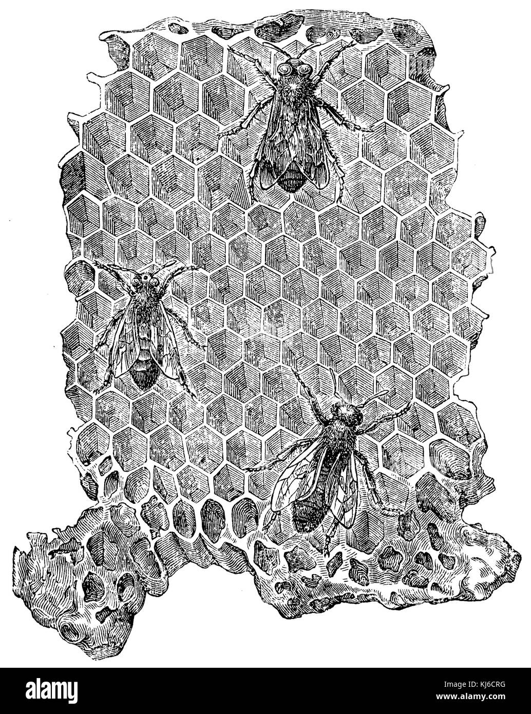 Drone : abeilles cellules avec un bourdon, travailleuse sociale du centre cellules avec abeille ouvrière, reine avec deux pesant weisel (honigbiene : drohnenzellen mit einer drohne arbeiterzellen arbeiterbiene, mitte mit, unten königin mit zwei weiselwiegen) Banque D'Images