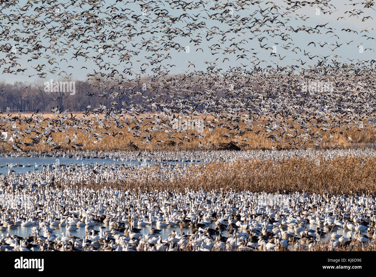 La migration d'automne des oies des neiges (Chen caerulescens), Loess Bluffs National Wildlife Refuge, Missouri, États-Unis Banque D'Images