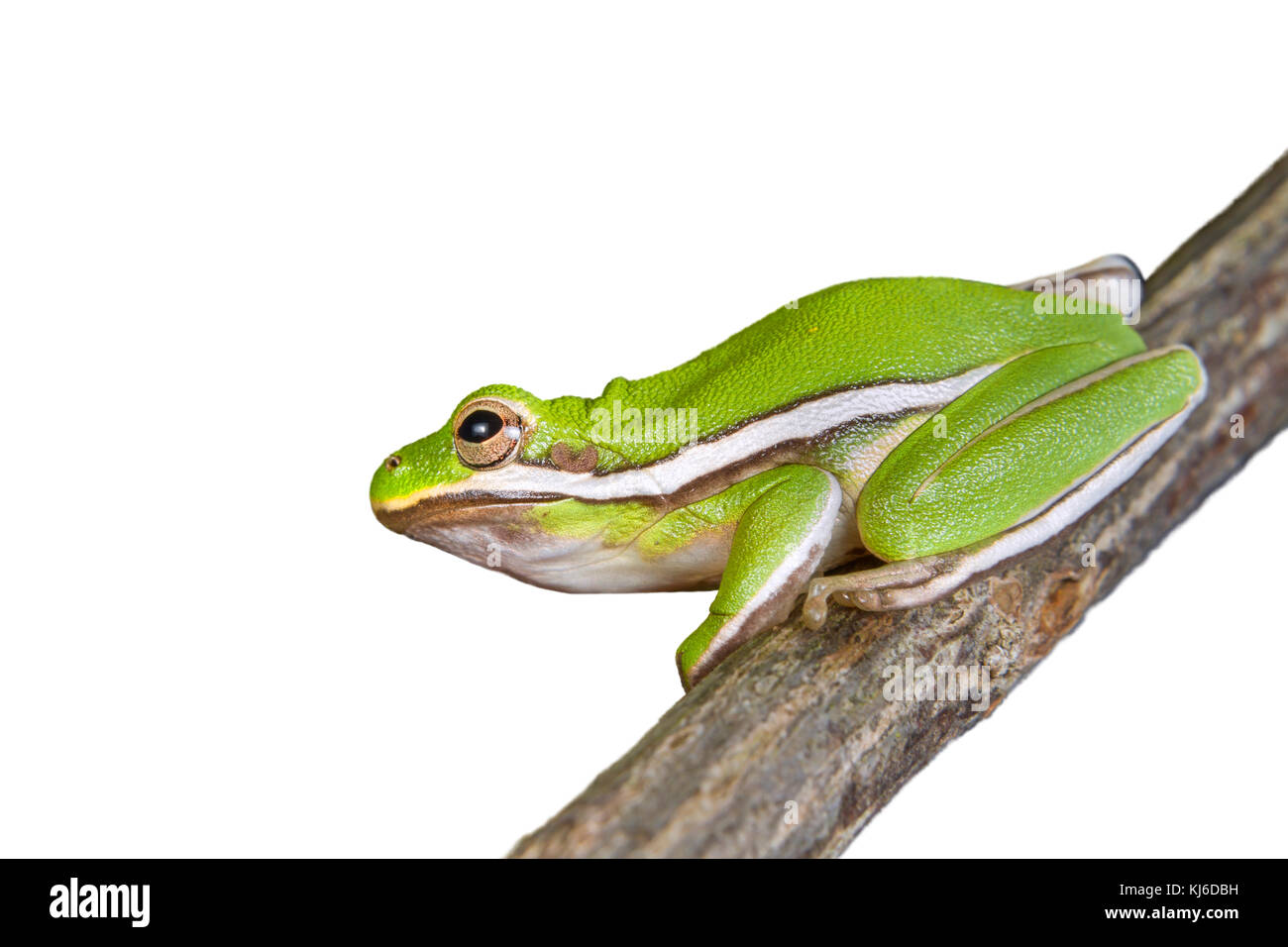 American rainette verte (Hyla cinerea), isolé sur fond blanc. Banque D'Images