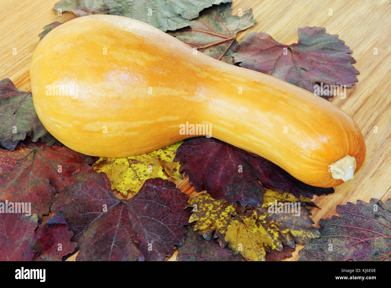 Citrouille jaune sur la couleur du feuillage d'automne et fond de bois. Banque D'Images