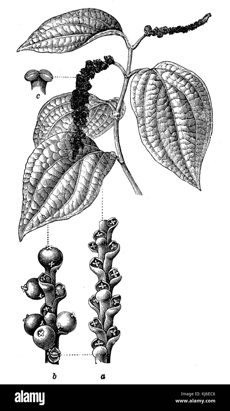 Poivre noir (pfefferstrauch  <Piper nigrum >) Banque D'Images