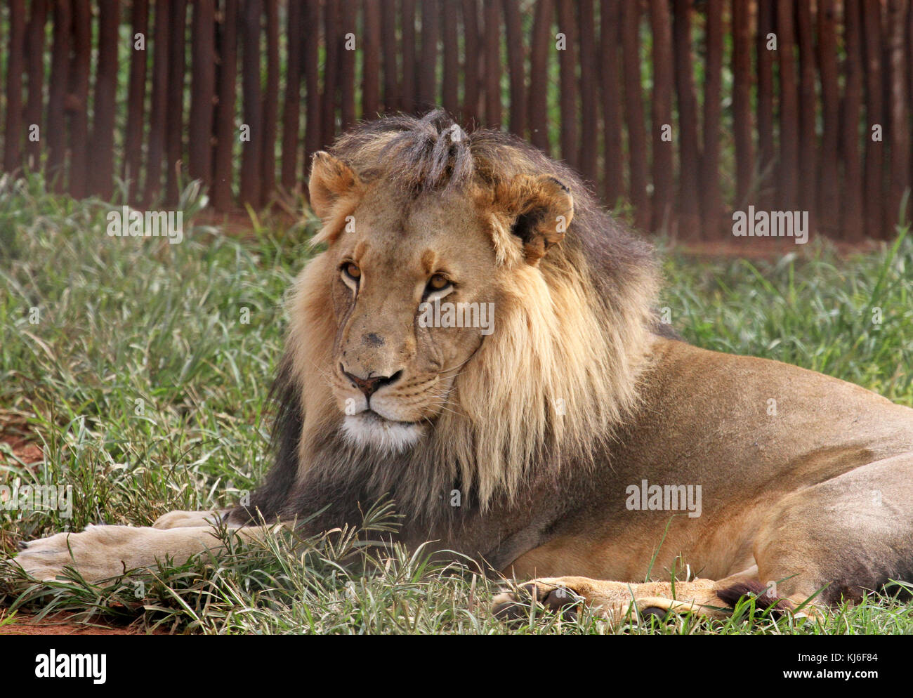 Lion mâle dans un enclos au réserve naturelle de Rietvlei, Pretoria, Gauteng, Afrique du Sud. Banque D'Images