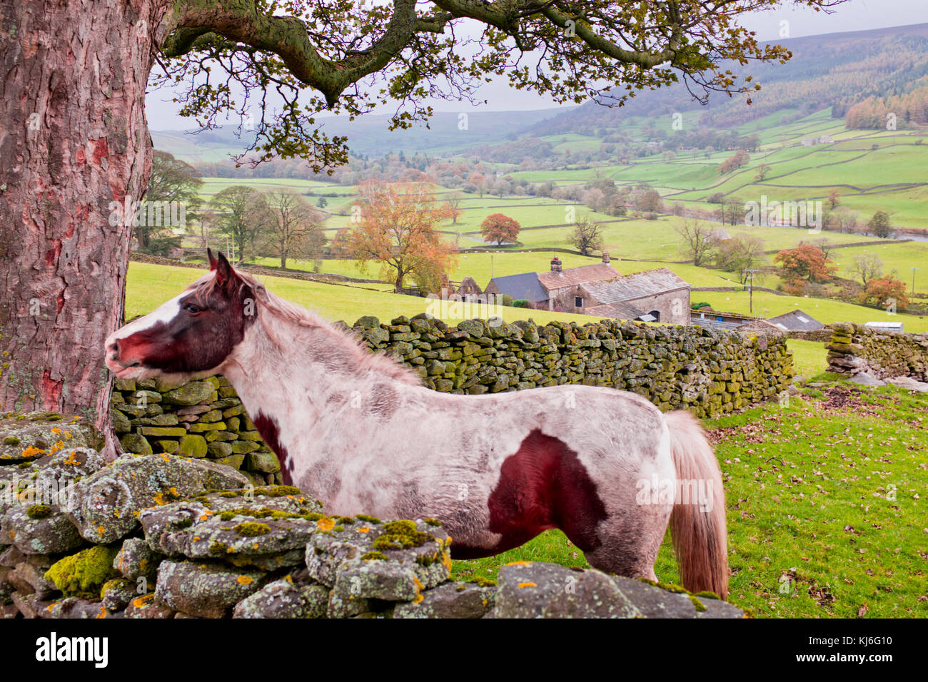 North Yorkshire Dales,villages,campagne,bois,champs,villages,pubs,uk,GB,Grande-Bretagne Banque D'Images