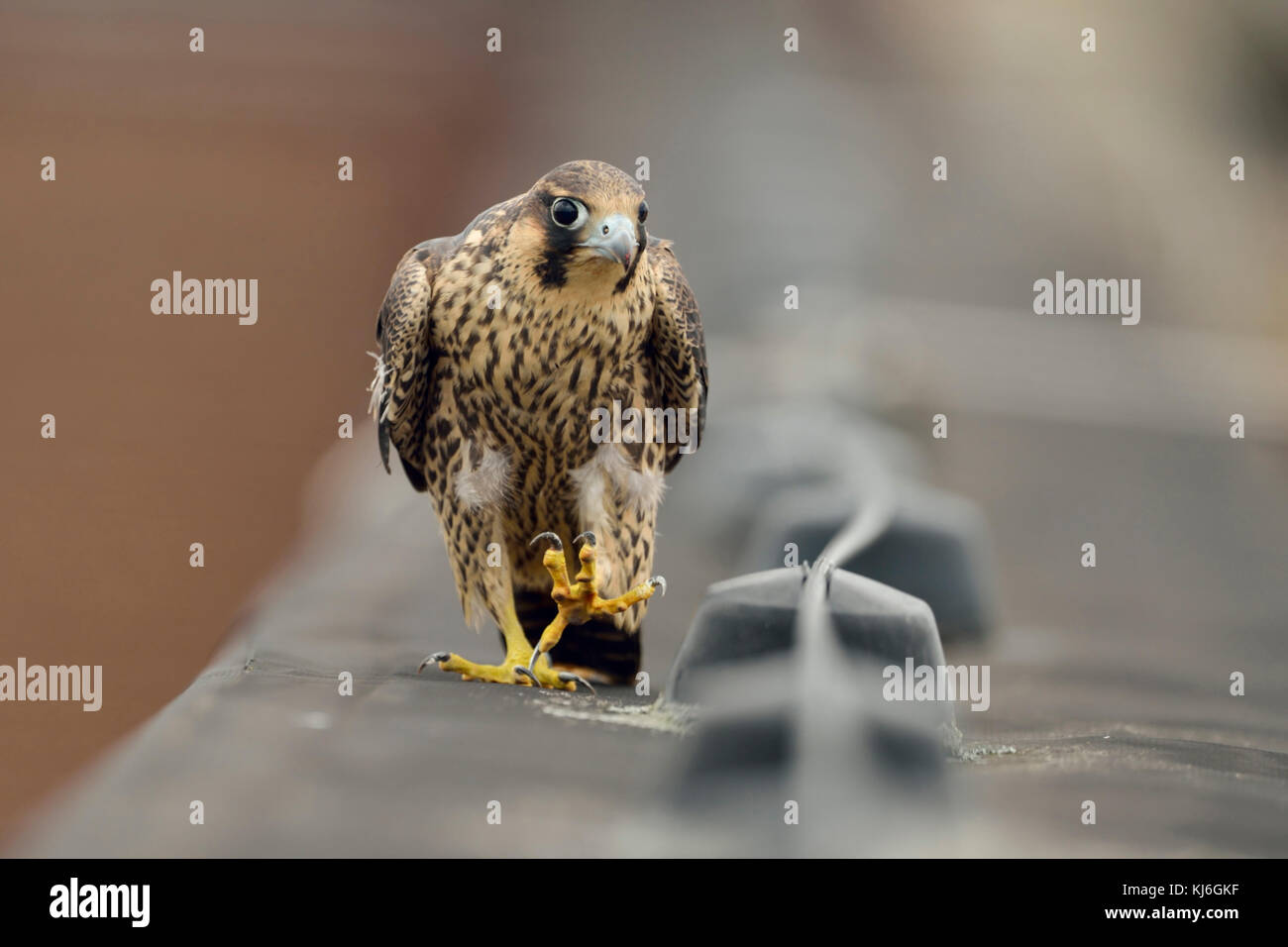 Faucon pèlerin ( Falco peregrinus ), jeune adolescent, marche à pied, en marchant le long d'une bordure de toit, regardant curieux, semble drôle, la faune, l'Europe. Banque D'Images