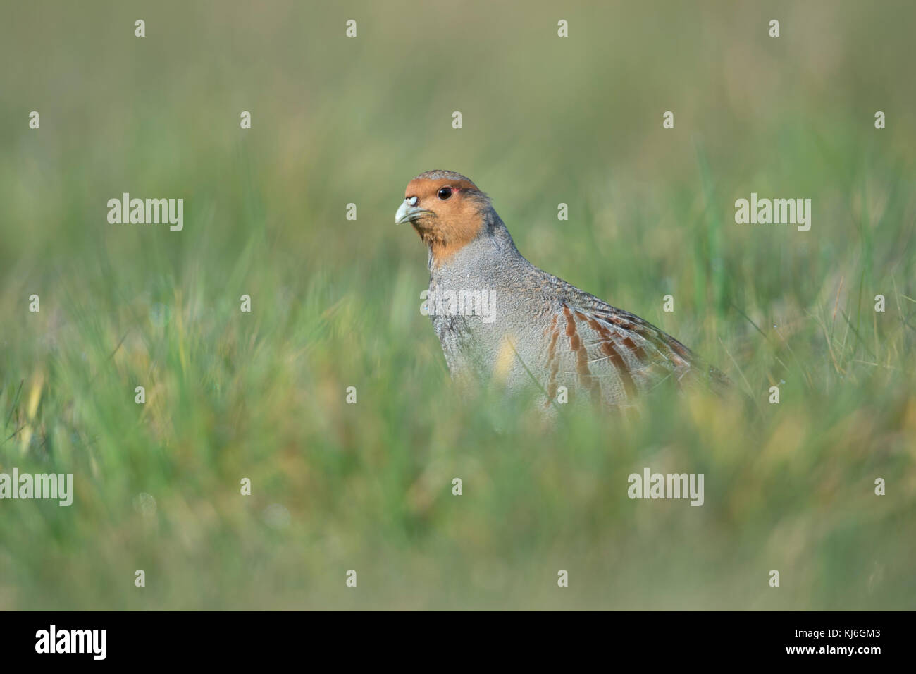 La perdrix grise (Perdix perdix), marche à pied, se faufiler à travers un pré, regardant attentivement, oiseau rare de champs ouverts et de terres agricoles, de la faune de l'Europe. Banque D'Images