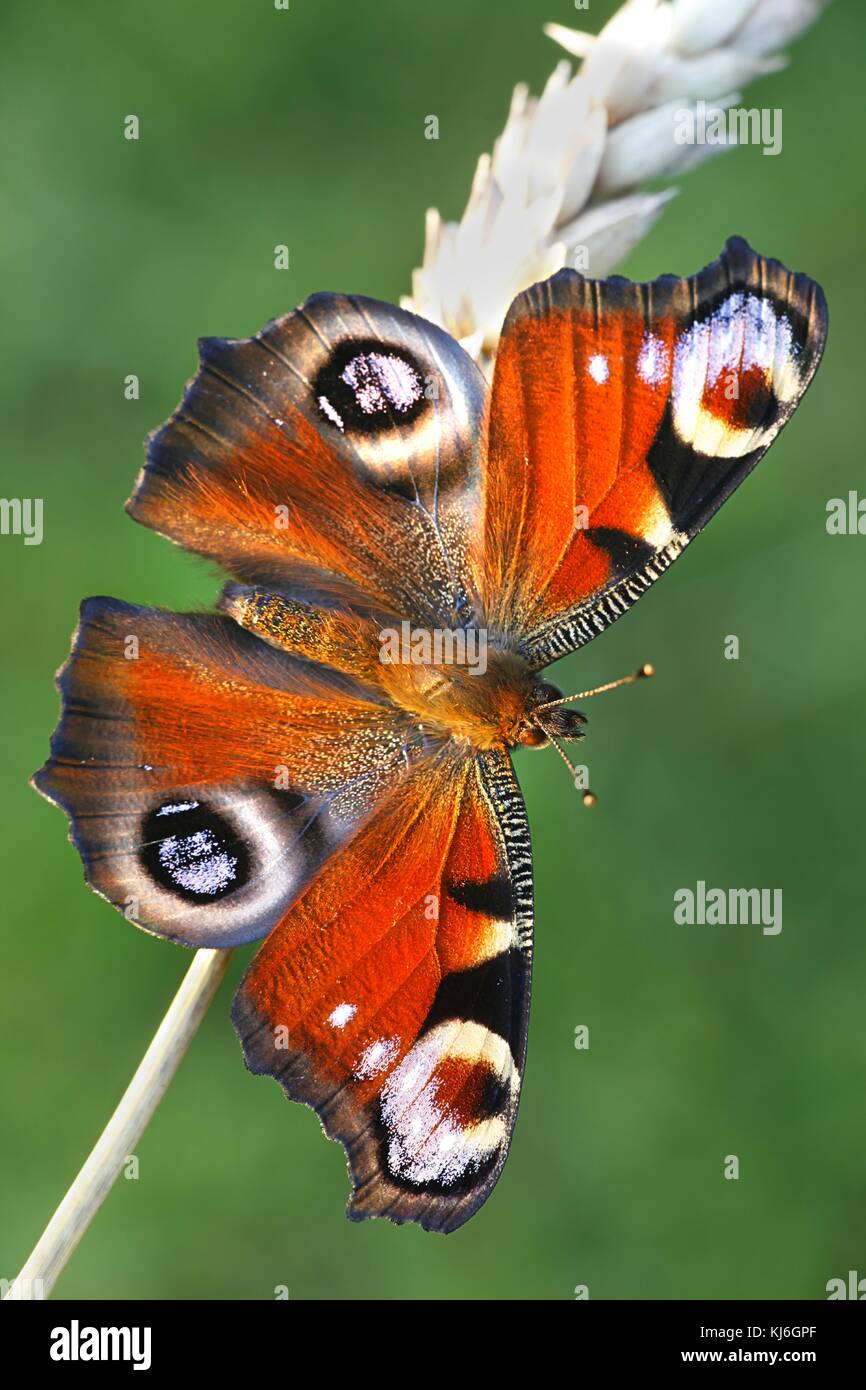 Papillon paon européen, nymphalis io Banque D'Images