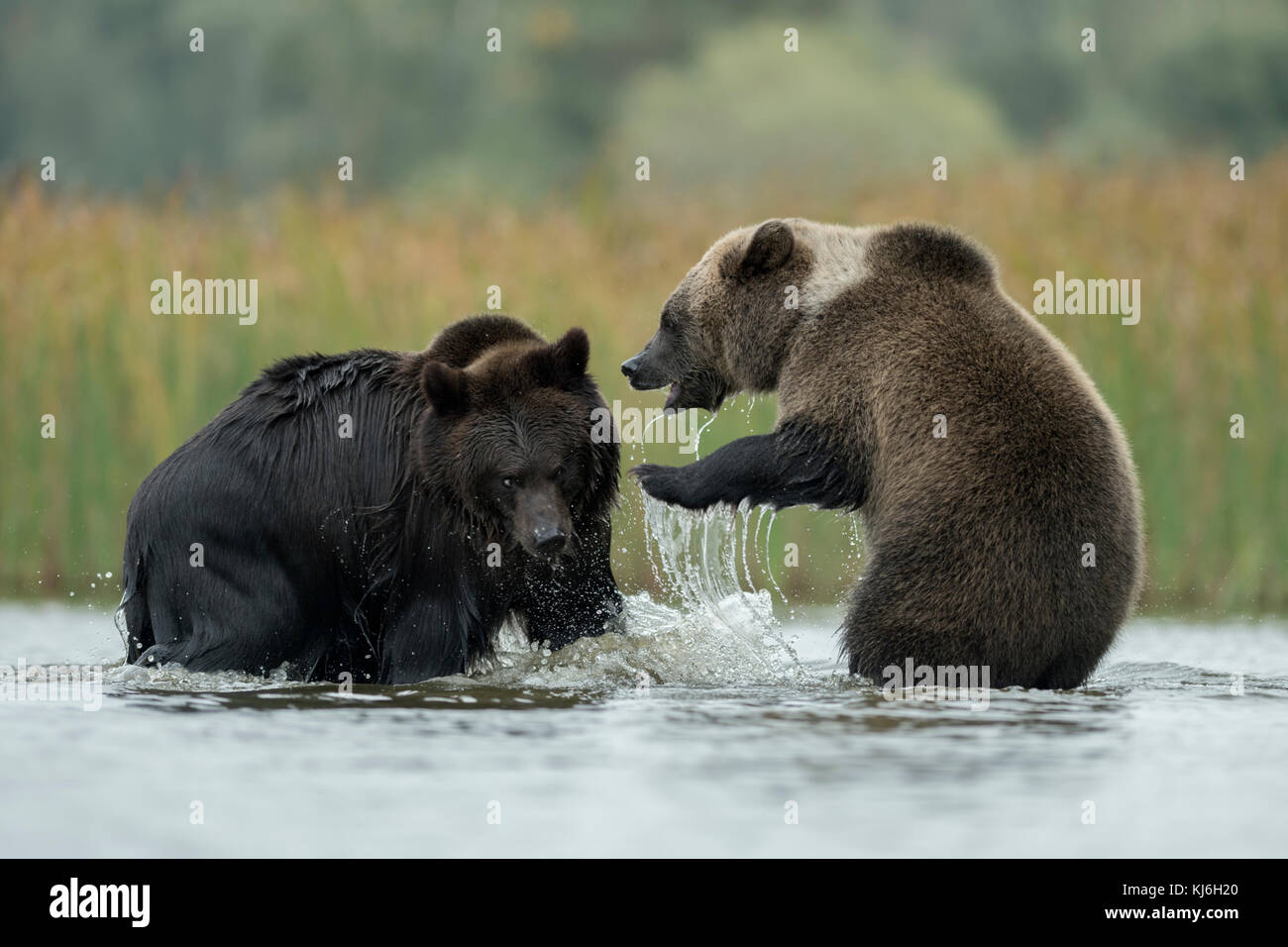 Ours brun eurasien / Europaeische Braunbaeren ( Ursus arctos ) lutte, lutte, lutte ludique dans les eaux peu profondes d'un lac, Europe. Banque D'Images