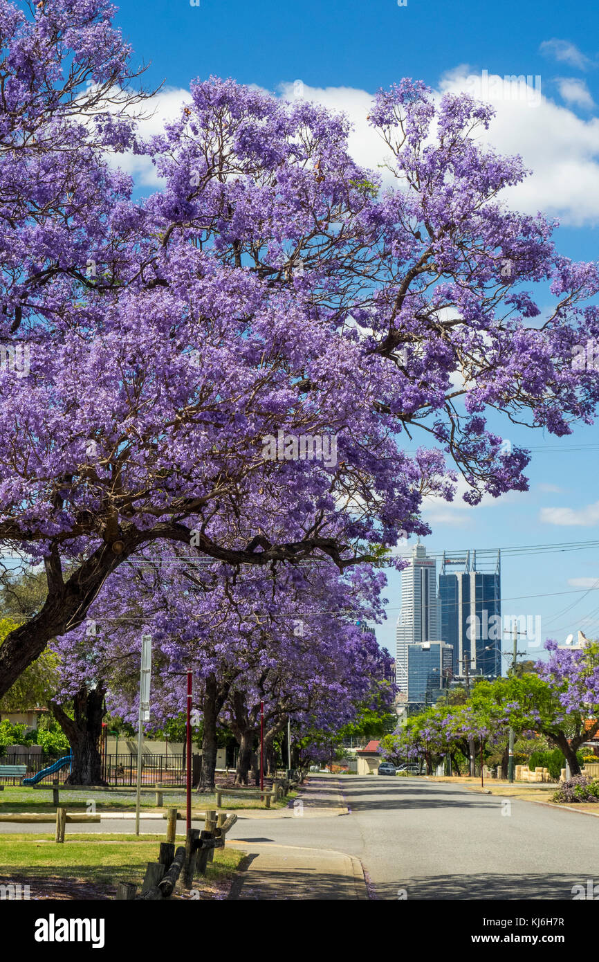 Jacarandas en fleurs dans Leake St North Perth, Australie occidentale. Banque D'Images