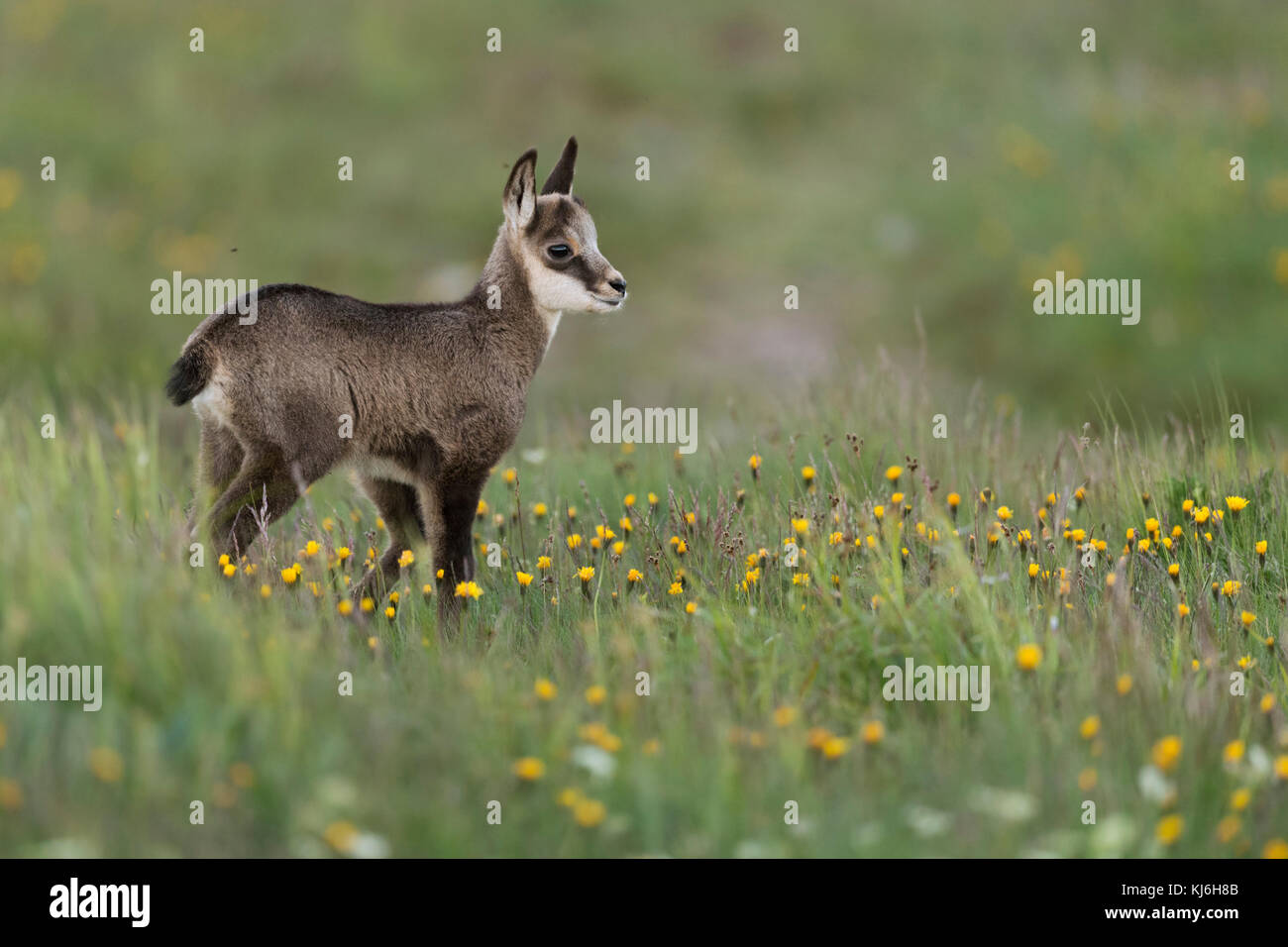 Gaemse / Chamois Rupicapra rupicapra ( ), mignon faon, jeune bébé animal, debout dans une prairie alpine, à regarder pour ses parents, l'Europe. Banque D'Images