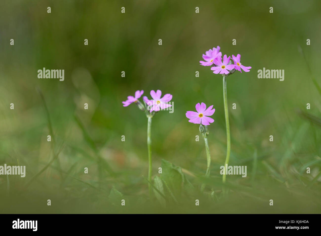 Bird's Eye ; Primrose Primula farinosa en fleur ; Lancashire UK Banque D'Images