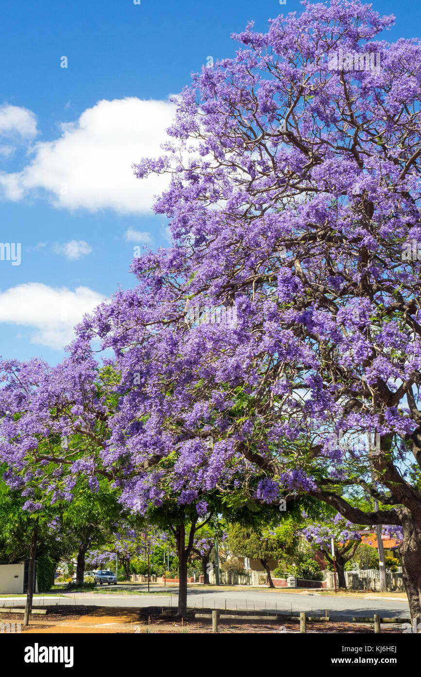 Jacarandas en fleurs dans Leake St North Perth, Australie occidentale. Banque D'Images