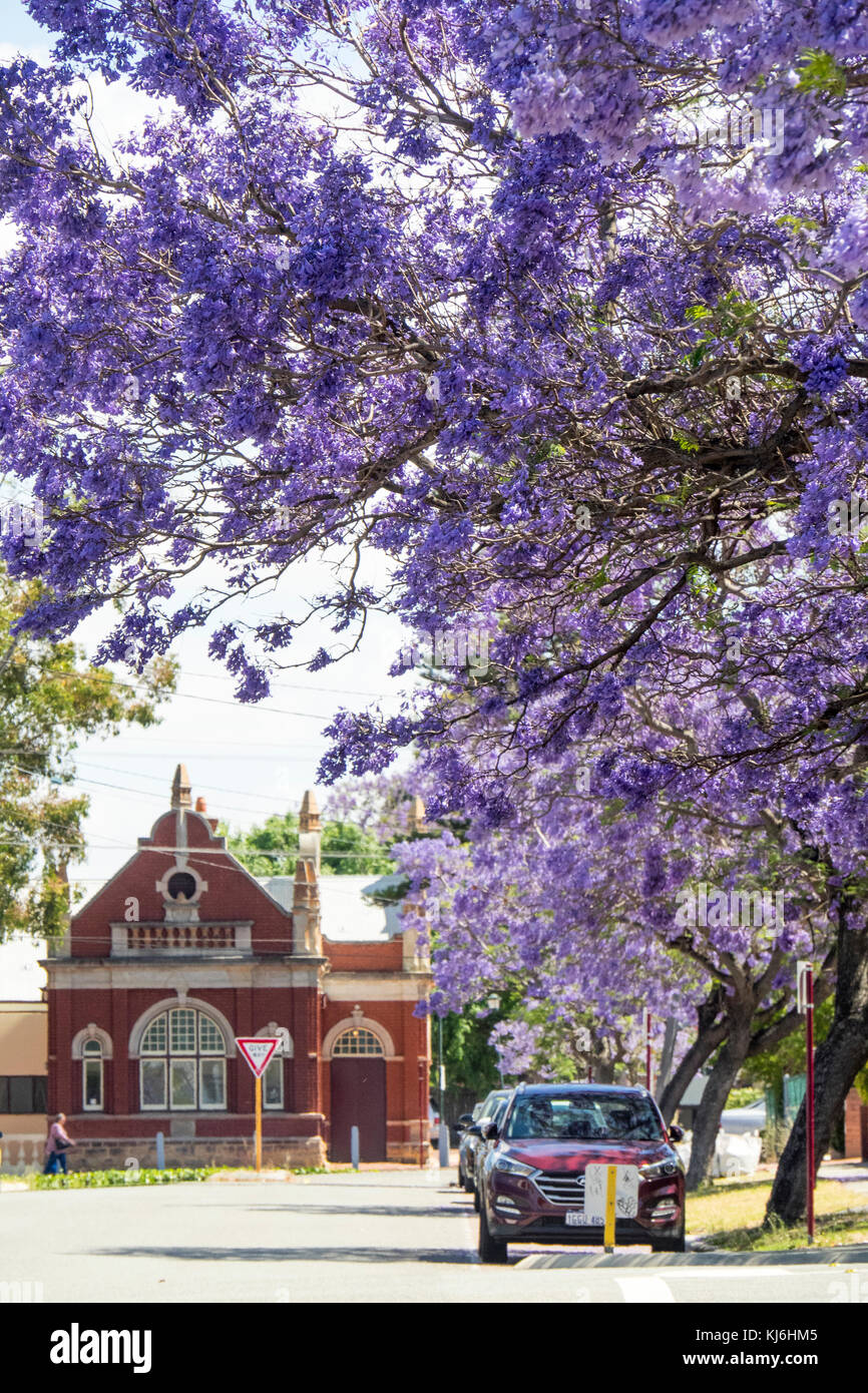 Jacarandas en fleurs dans Leake St North Perth et la moindre North Perth Town Hall, Perth en Australie occidentale. Banque D'Images