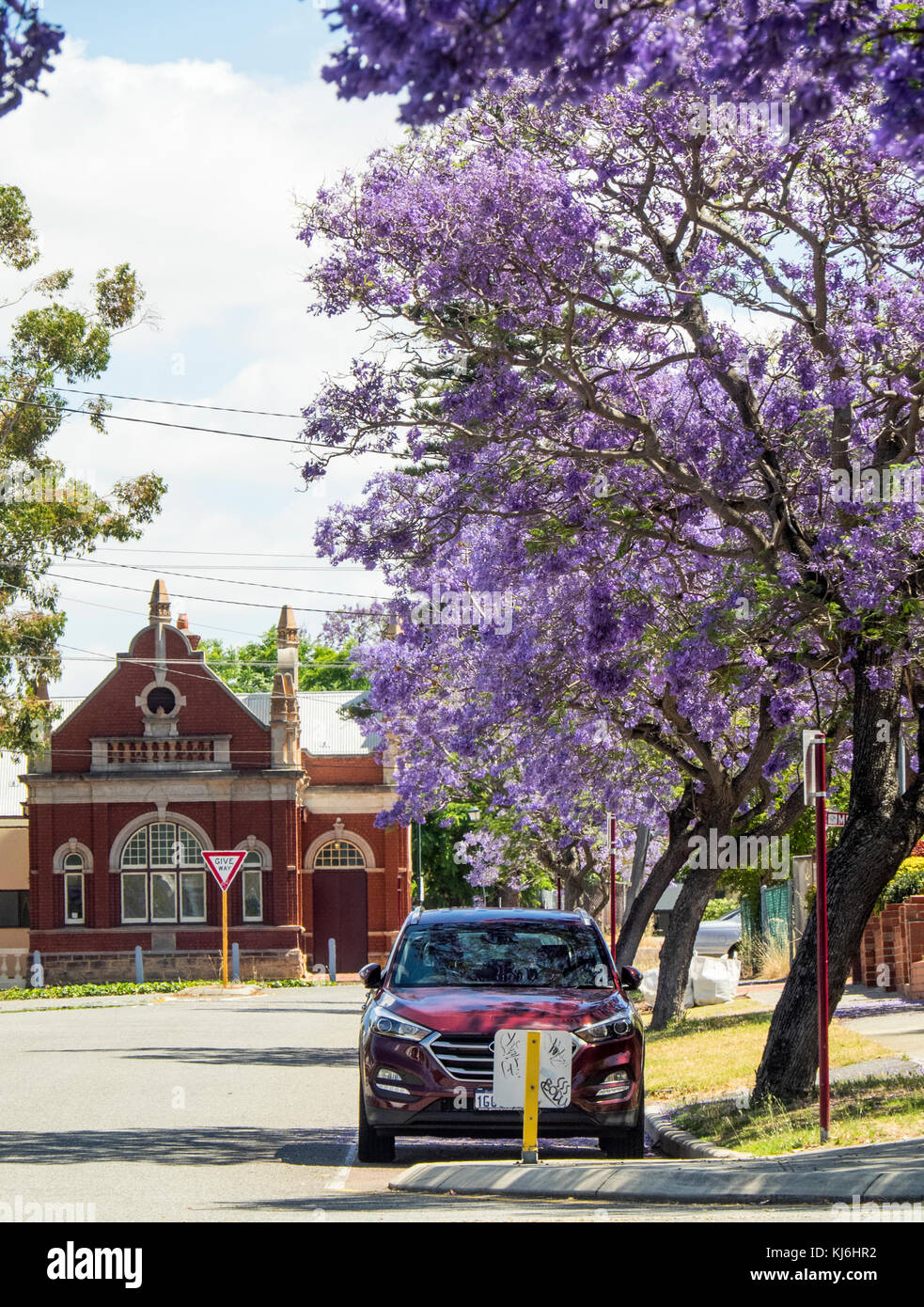 Jacarandas en fleurs dans Leake St North Perth et la moindre North Perth Town Hall, Perth en Australie occidentale. Banque D'Images