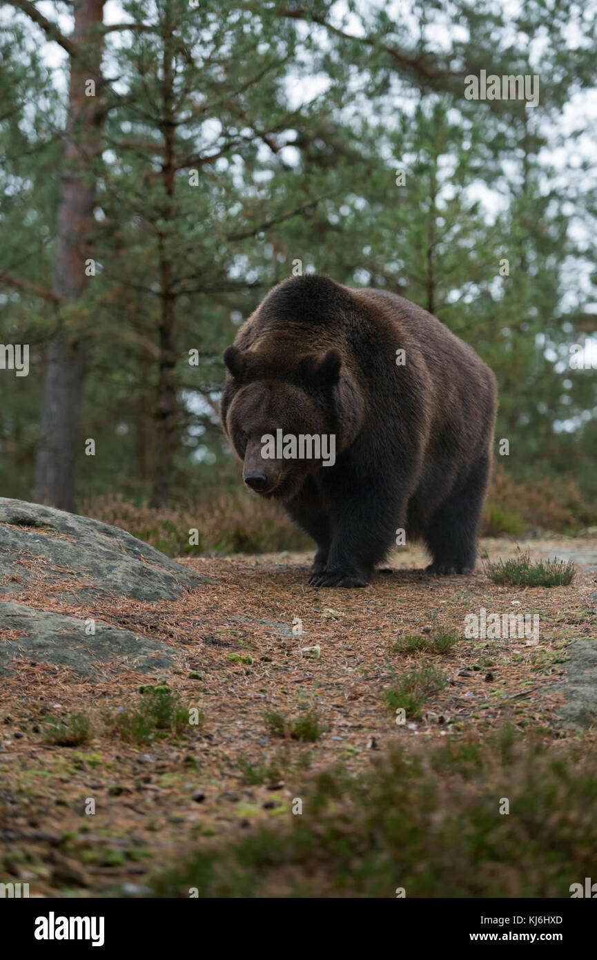 Ours brun / Braunbaer ( Ursus arctos ) marchant sur un défrichement dans une forêt, semble en colère, l'Europe. Banque D'Images