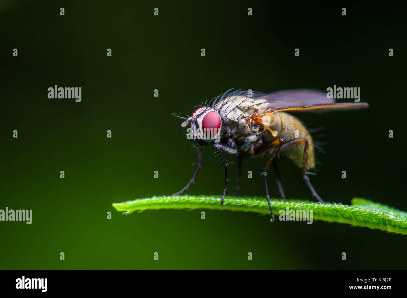 Mouche à fruit Drosophila insectes diptères on Green grass Banque D'Images