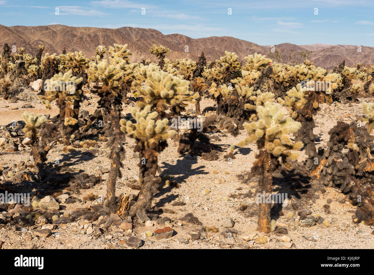 Paysage du Parc National de Joshua Tree en Californie, l'Ouest des Etats-Unis : Cactus <br > <br > Banque D'Images