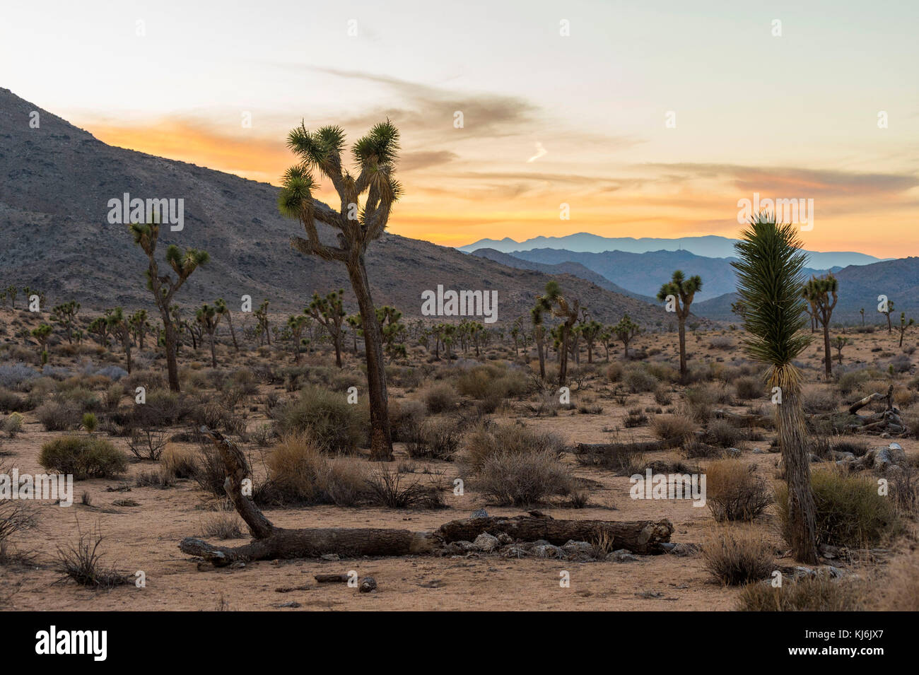 Paysage du Parc National de Joshua Tree en Californie, l'Ouest des Etats-Unis : au coucher du soleil Banque D'Images
