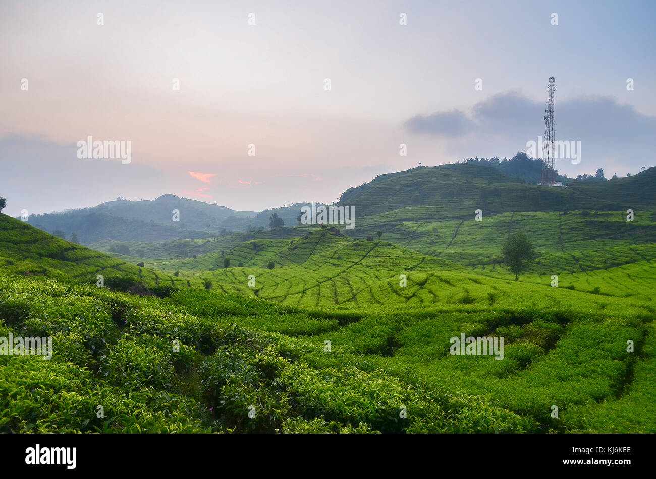 La plantation de thé, Rancabali, Ciwidey, Indonésie Banque D'Images